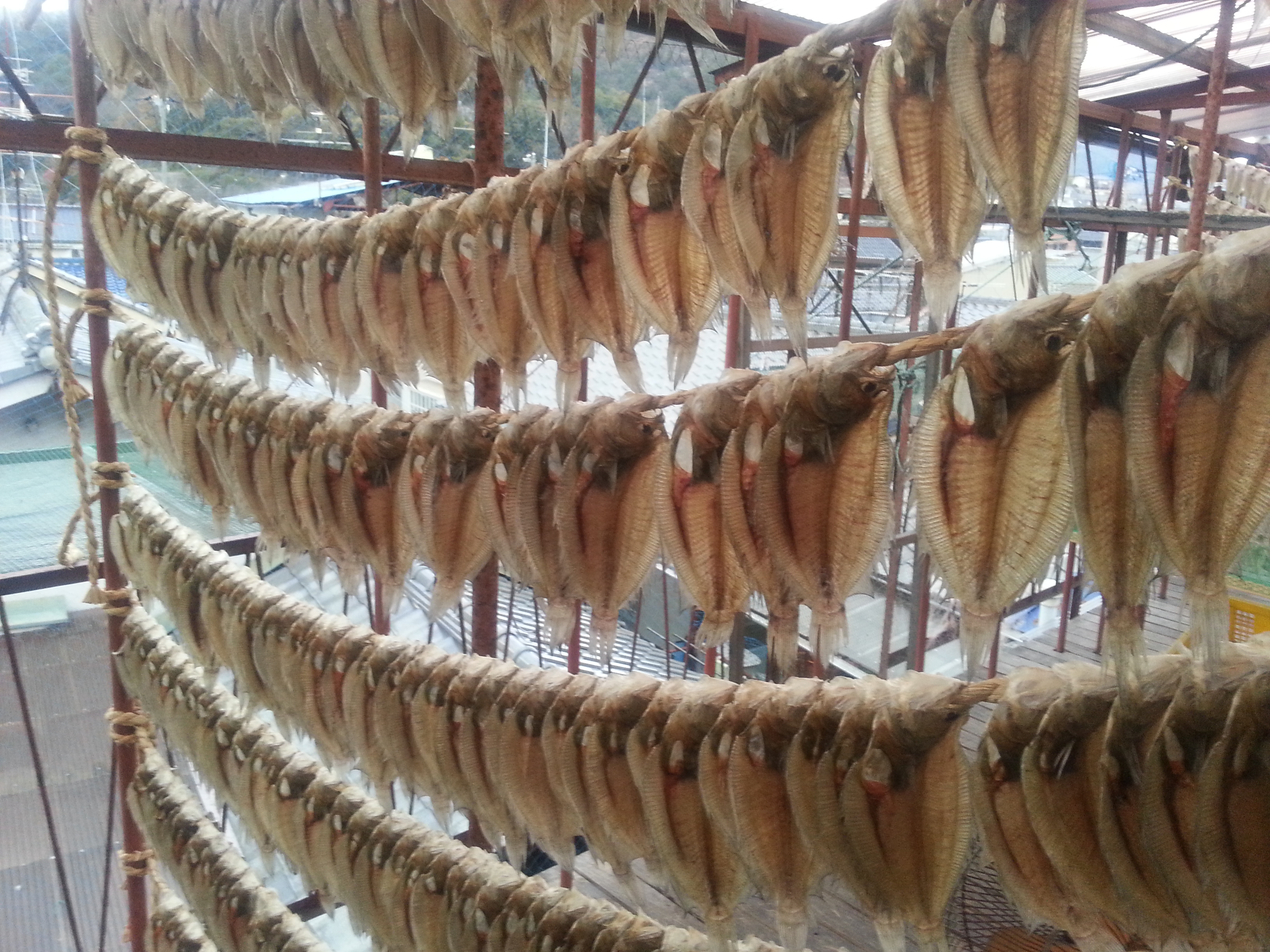 でべら 本番です と今の海の事 藤本乾物 尾道名物デベラーマンがいるお店